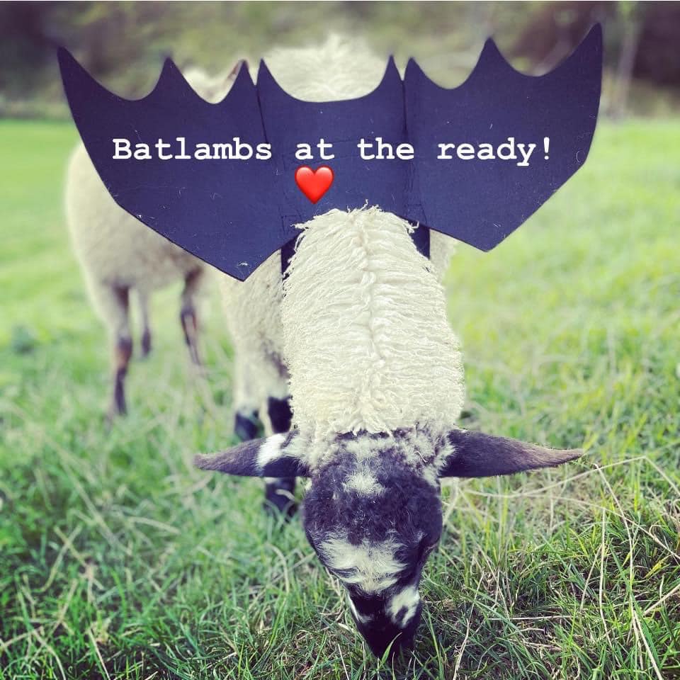 Batlamb